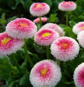 雛菊(蘇菲亞)種子、花卉種子、花種、盆花