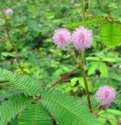 含羞草、花卉種子、花種、盆花