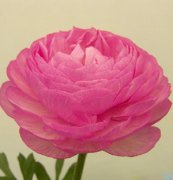 花毛茛（仙境）種子、東方花卉新品種，種球，