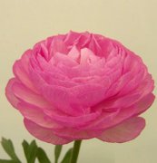 東方花卉新品種，花毛茛：仙境、花卉種子、種