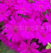 瓜葉菊（東方1號(hào)）種子，花卉種子、花種、