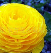 花卉種子（花毛茛）種子、種球