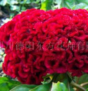 雞冠花種子，花種，花卉種子，種子